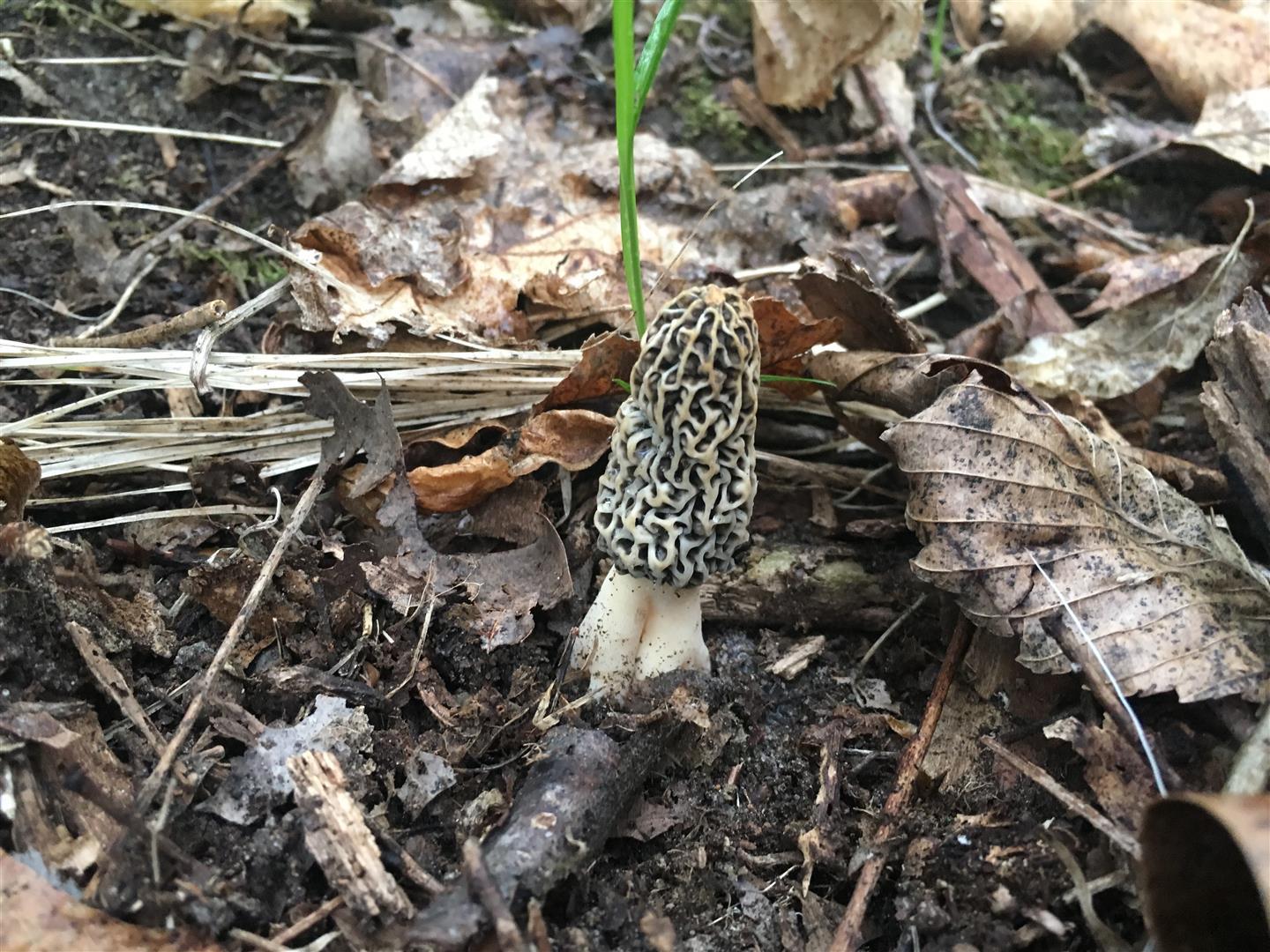 Minnesota morels 