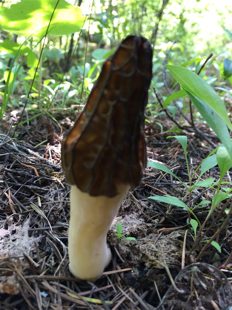 Washington Morels