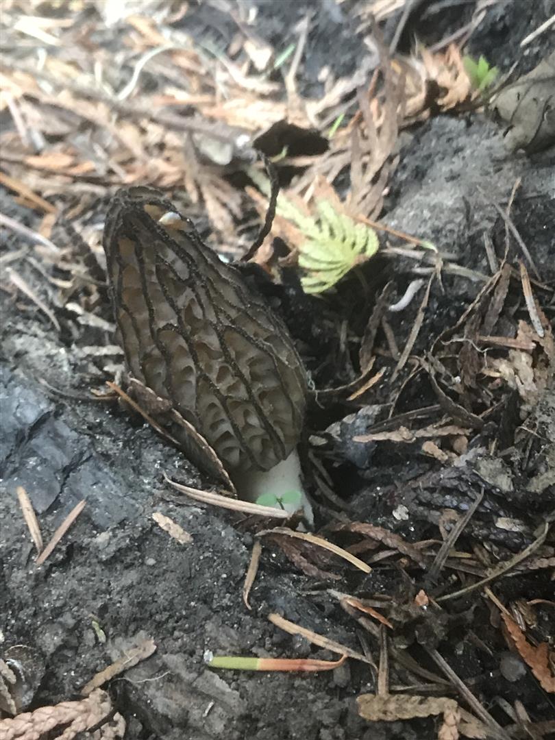 Washington Morels