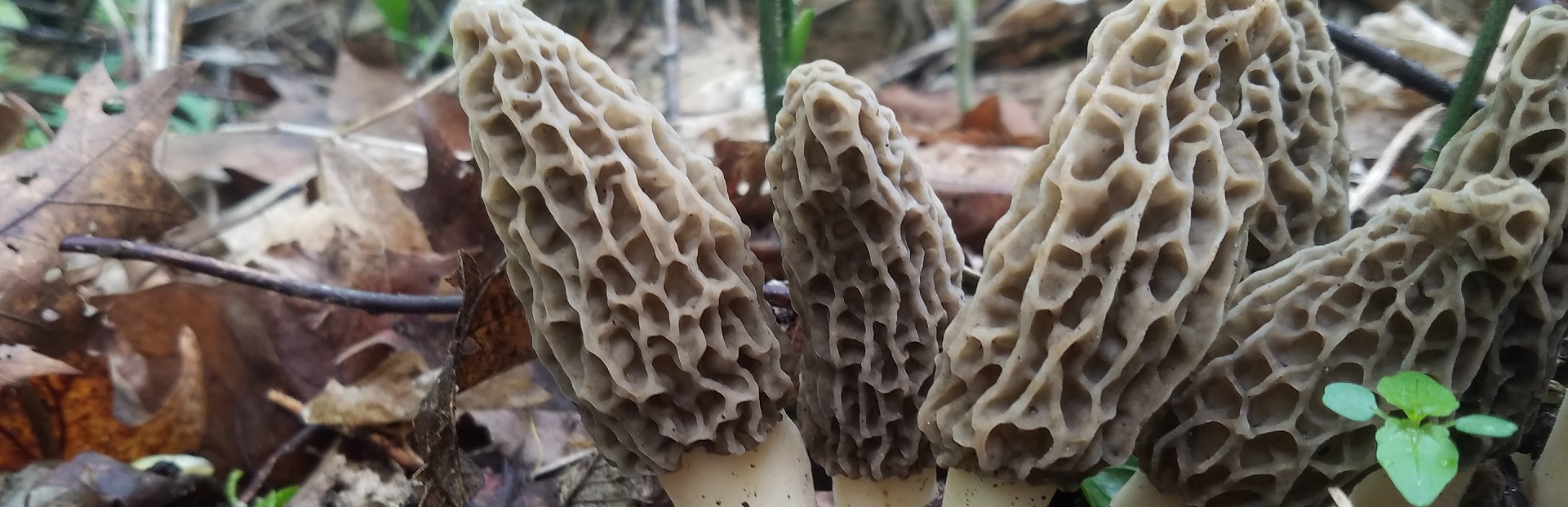 finding morels in the various regions of the US