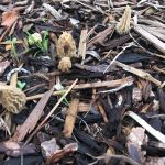 California Morels