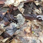 Illinois morels