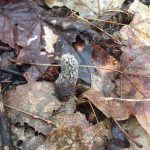 Illinois morels