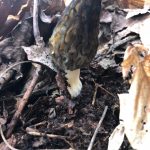 Kentucky morels