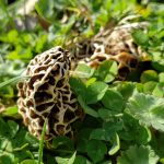 North Carolina morels