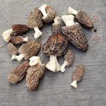 NC Morels