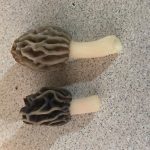 North Carolina Morels