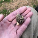 North Carolina morel