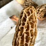 North Carolina morels