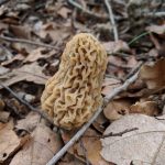 Oklahoma morels