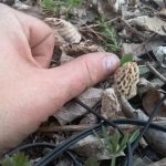 Oklahoma morels