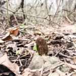 Pennsylvania morels