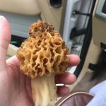 South Carolina morels