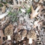 Texas morels