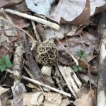 Tennessee Morel