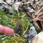 Tennessee Morel