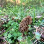 Tennessee Morels