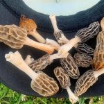 Tennessee Morels