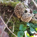 Tennessee Morels