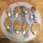 Texas Morels