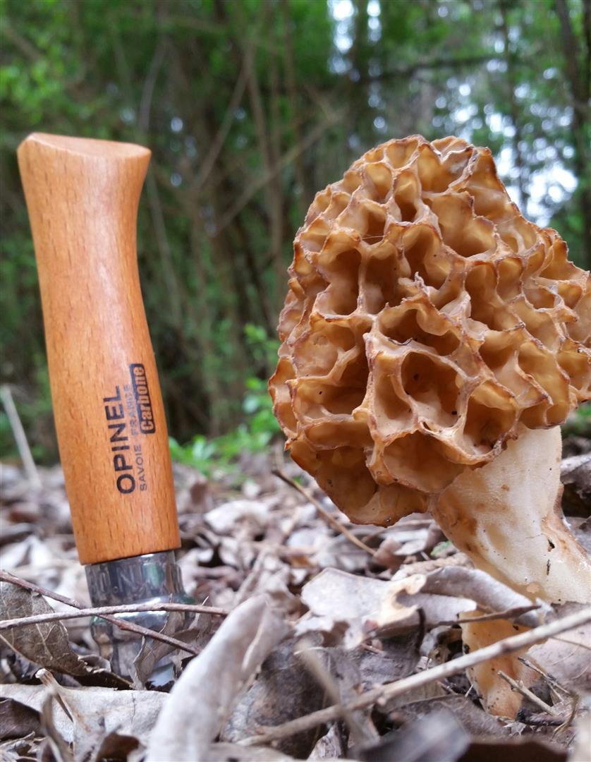 Oklahoma Morels