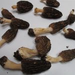 Virginia morels