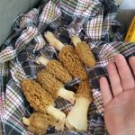 Alabama morels