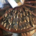 Arkansas morels