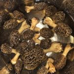 Arkansas morels