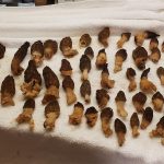 California morels