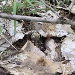 Illinois morels 