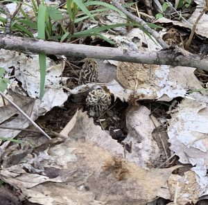 Illinois morels