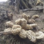 Illinois Morel Cluster (2019)