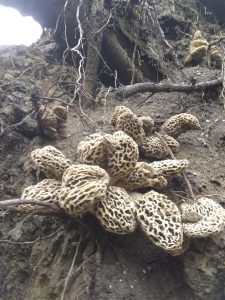 Illinois Morel Cluster (2019)