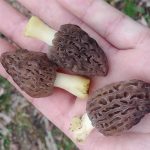 Indiana morels