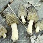 Kentucky morels