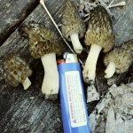 Kentucky morels