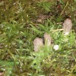 Missouri morels