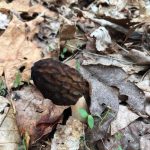 North Carolina Morels