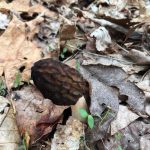 North Carolina Morels