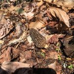 North Carolina Morels