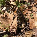 North Carolina morel