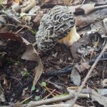 North Carolina Morels