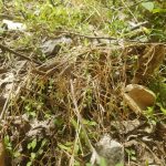 North Carolina morels