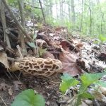 Athens Ohio Morel (2019)