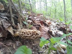 Athens Ohio Morel (2019)