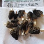 Ohio morels