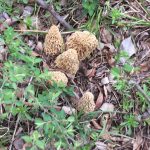 Oklahoma morels