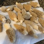 oklahoma morels