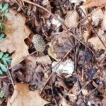 Oklahoma morels